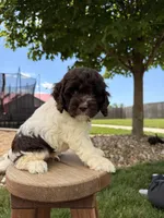 Bentley , a male Cockapoo for sale in Fredericksburg, OH – 2 of 9