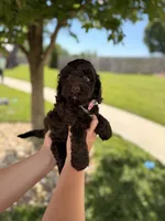 Benji, a male Cockapoo for sale in Fredericksburg, OH – 6 of 8