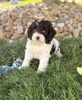 Biscuit , a male Cockapoo for sale in Fredericksburg, OH – 2 of 8