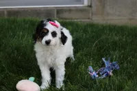 Pippa, a male Cavapoo for sale in Fredericksburg, OH – 4 of 5