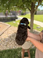 Baxter, a male Cockapoo for sale in Fredericksburg, OH – 2 of 6