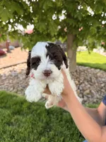 Winston , a male Cockapoo for sale in Fredericksburg, OH – 3 of 7