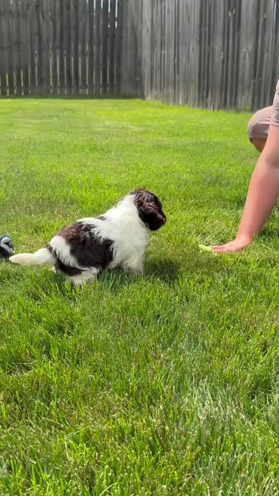 Bentley , a male Cockapoo for sale in Fredericksburg, OH – 9 of 9
