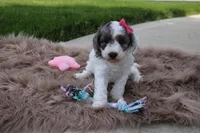 Maisie, a female Poodle - Miniature  for sale in Fredericksburg, OH – 6 of 8