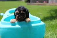 Bandit , a male Poodle - Miniature  for sale in Fredericksburg, OH – 2 of 5