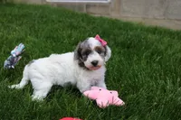 Maisie, a female Poodle - Miniature  for sale in Fredericksburg, OH – 3 of 8