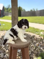 Biscuit , a male Cockapoo for sale in Fredericksburg, OH – 6 of 8