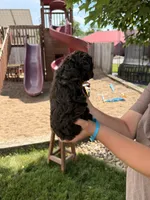 Bailey , a female Cockapoo for sale in Fredericksburg, OH – 3 of 6
