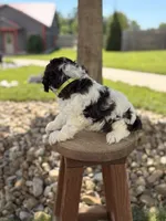 Biscuit , a male Cockapoo for sale in Fredericksburg, OH – 4 of 8