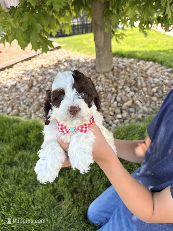 Winston  – Cockapoo puppy for sale in Fredericksburg, OH