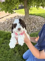 Winston , a male Cockapoo for sale in Fredericksburg, OH – 4 of 7