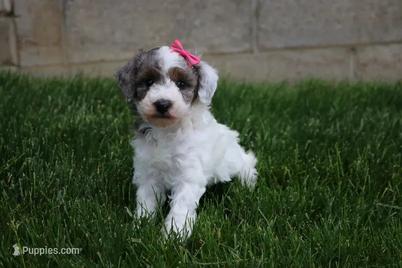 Maisie – Poodle - Miniature  puppy for sale in Fredericksburg, OH
