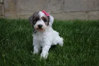 Maisie, a female Poodle - Miniature  for sale in Fredericksburg, OH – 1 of 8