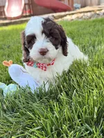 Winston , a male Cockapoo for sale in Fredericksburg, OH – 7 of 7