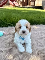Tucker, a male Cavapoo for sale in Fredericksburg, OH – 1 of 4