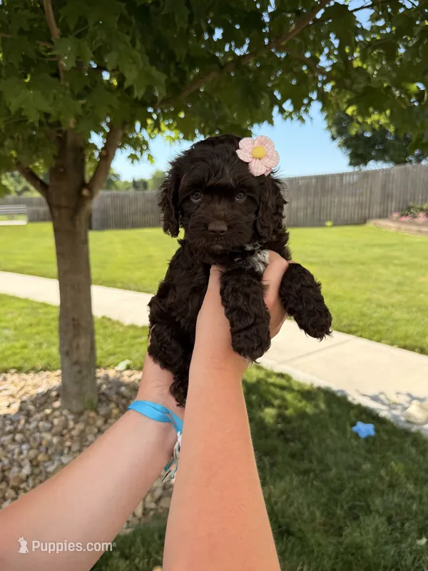 Bailey  – Cockapoo puppy for sale in Fredericksburg, OH