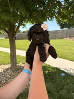 Bailey , a female Cockapoo for sale in Fredericksburg, OH – 1 of 6
