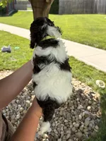 Biscuit , a male Cockapoo for sale in Fredericksburg, OH – 5 of 8