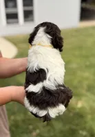 Bentley , a male Cockapoo for sale in Fredericksburg, OH – 6 of 9