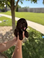 Benji, a male Cockapoo for sale in Fredericksburg, OH – 7 of 8