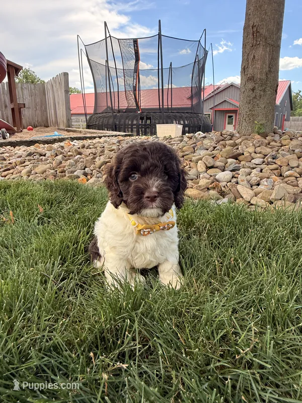 Bentley  – Cockapoo puppy for sale in Fredericksburg, OH