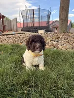 Bentley , a male Cockapoo for sale in Fredericksburg, OH – 1 of 9