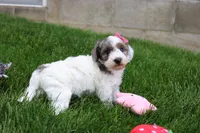 Maisie, a female Poodle - Miniature  for sale in Fredericksburg, OH – 7 of 8
