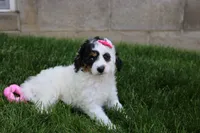 Pippa, a male Cavapoo for sale in Fredericksburg, OH – 5 of 5
