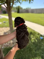 Benji, a male Cockapoo for sale in Fredericksburg, OH – 5 of 8