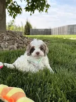 Beau, a male Cockapoo for sale in Fredericksburg, OH – 3 of 5