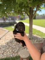 Baxter, a male Cockapoo for sale in Fredericksburg, OH – 4 of 6