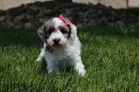 Maisie, a female Poodle - Miniature  for sale in Fredericksburg, OH – 8 of 8