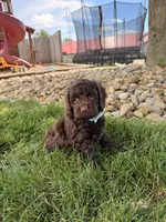 Baxter, a male Cockapoo for sale in Fredericksburg, OH – 6 of 6