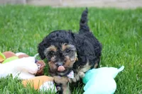 Bandit , a male Poodle - Miniature  for sale in Fredericksburg, OH – 3 of 5