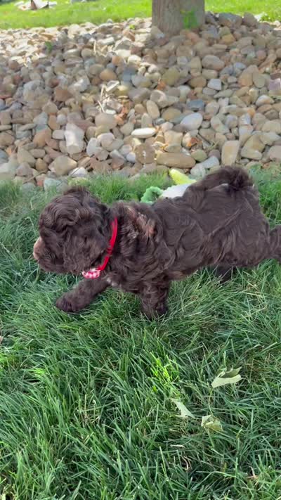 Benji, a male Cockapoo for sale in Fredericksburg, OH – 8 of 8