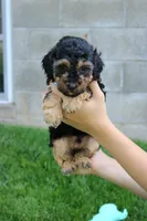 Bandit , a male Poodle - Miniature  for sale in Fredericksburg, OH – 1 of 5