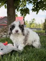 Millie, a female Cockapoo for sale in Fredericksburg, OH – 2 of 7