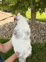 Millie, a female Cockapoo for sale in Fredericksburg, OH – 6 of 7