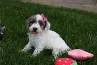 Maisie, a female Poodle - Miniature  for sale in Fredericksburg, OH – 2 of 8
