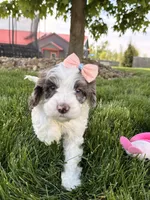Millie, a female Cockapoo for sale in Fredericksburg, OH – 5 of 7
