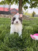 Millie, a female Cockapoo for sale in Fredericksburg, OH – 7 of 7