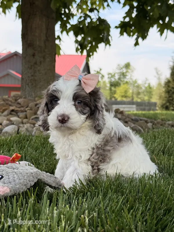 Millie – Cockapoo puppy for sale in Fredericksburg, OH