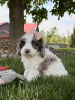 Millie, a female Cockapoo for sale in Fredericksburg, OH – 1 of 7