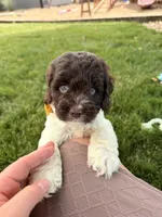 Bentley , a male Cockapoo for sale in Fredericksburg, OH – 3 of 9