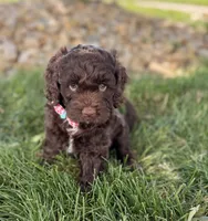 Benji, a male Cockapoo for sale in Fredericksburg, OH – 2 of 8