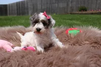 Maisie, a female Poodle - Miniature  for sale in Fredericksburg, OH – 5 of 8