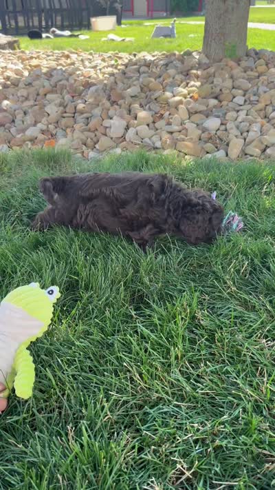 Blossom, a female Cockapoo for sale in Fredericksburg, OH – 5 of 5