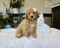 processed/b8b7b61d-fe32-411c-b3d8-40d6ac1747bd/listing/86621218-ec4d-44f4-85fd-ee8477a5039b/628eeccd-2717-4d2c-85fe-73f4bdbda330