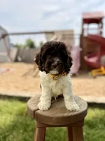 Bentley , a male Cockapoo for sale in Fredericksburg, OH – 7 of 9