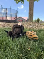 Bailey , a female Cockapoo for sale in Fredericksburg, OH – 4 of 6